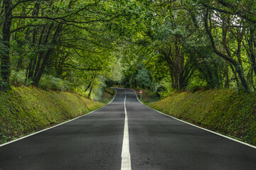 Obraz premium A forest road that winds through a lush, green forest. Tall deep-green trees form a canopy overhead