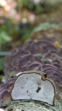 Group of mushrooms growing on a tree trunk in the autumn forest. (Trichaptum biforme). 