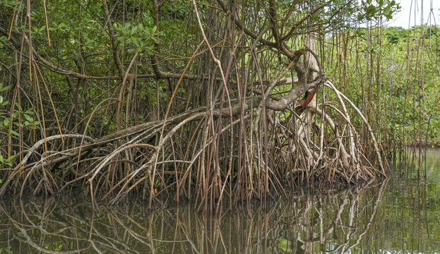 Mangrove roots reflected in calm water at Los Haitises National Park