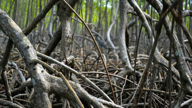 Dense mangrove roots and trunks in tropical coastal forest habitat