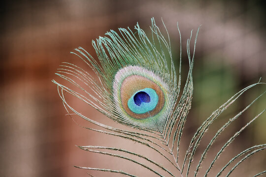 Peacock feather with shimmering blue and green eye pattern, highlighting nature's beauty and intricate design