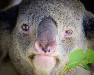 koala in a tree © VictoriaGPhoto