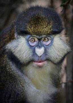 close up of a monkey