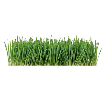Fresh green wheatgrass sprouts in a row isolated on a transparent background
