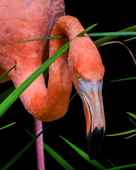 pink flamingo in the zoo © VictoriaGPhoto