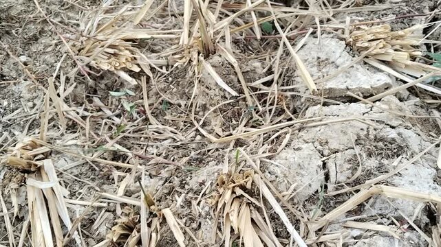dry grass texture