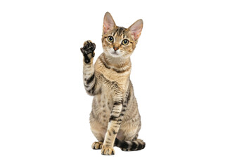 Fototapeta premium Bengal cat raising paw in a greeting gesture isolated on transparent background