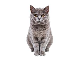 Fototapeta premium British shorthair cat sitting front view isolated on transparent background