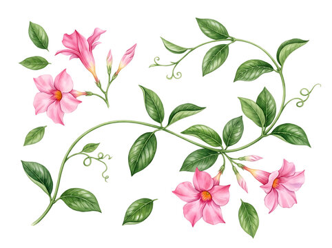 Pink Mandevilla Vine Botanical Illustration with Flowers and Leaves on Black Background