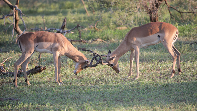 Two impala rams fighting on flat grassy field, Kruger National Park