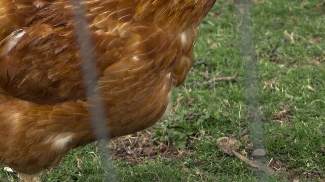 A close-up shot of a beautiful domestic brown hen looking down and pecking at green farmyard grass during a lovely spring day.