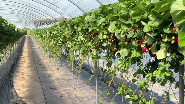 A greenhouse row of strawberries grown via hydroponics on raised gutters, with lush green foliage and ripe red berries hanging down.