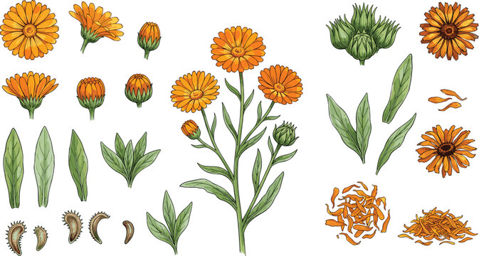 Calendula Officinalis Botanical Vector Infographic Set Featuring Marigold Flowers, Open Blossoms, Buds, Leaves, Stem, Seeds, Sepals Pods, Dried Petals, and Herbal Plant Anatomy