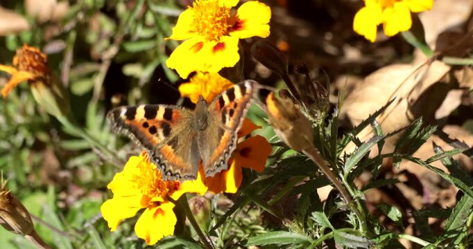 A mountain tortoiseshell butterfly feeding on nectar from bright yellow marigold flowers during autumn in Nainital