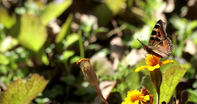 A mountain tortoiseshell butterfly feeding on nectar from bright yellow marigold flowers during autumn in Nainital