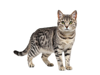Fototapeta premium Grey tabby cat standing on white background, isolated on transparent background