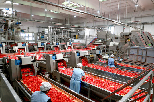 Wide view of an industrial food processing plant with workers sorting fresh tomatoes on multiple production lines