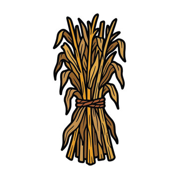 Dried corn stalk bundle graphic drawing isolated on white background