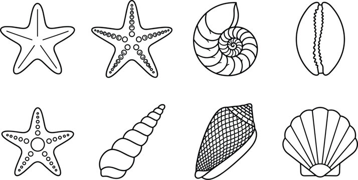 Sea shell line icon vector set showcasing starfish, nautilus, scallop, cowrie, and various spiral conch shells for tropical beach resorts, marine biology, and summer vacation branding.