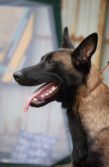 Profile portrait of a Belgian Malinois dog with open mouth and panting © Senko