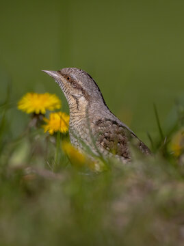 Eurasian Wryneck  - in spring at the garden