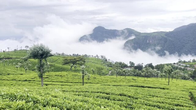 Lush green tea plantations across rolling hills with misty mountains, scattered trees and hillside homes, creating a serene highland agricultural landscape with drifting clouds and scenic countryside.