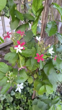 Rangoon Creeper Flowers Blooming on Green Vine in Garden