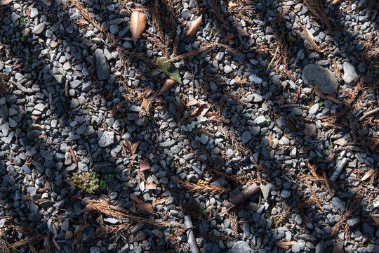 Top view of gravel ground covered with dry leaves and pine needles under natural sunlight and shadows