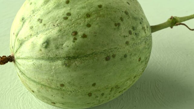 Freshly harvested, whole, unripe Charentais melon -  the best substitute for green papaya in Thai Som Tam salad. Pastel green background. Table spin.