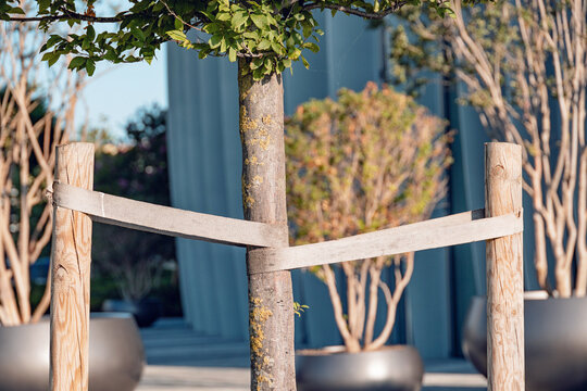 Young tree staked with wooden posts and fabric strap, close-up crop centered on trunk support system in urban landscape.