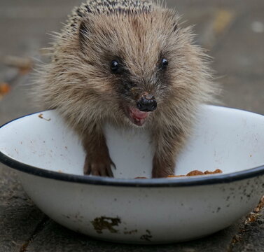 kleiner Igel an einem Fressnapf