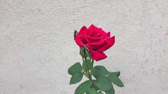 red rose on old wall