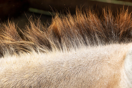 Close up showing coarse hair of a horse's mane and fur, highlighting brown and tan textures, representing animal nature