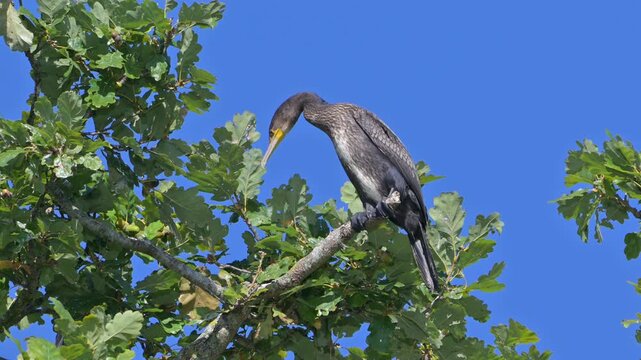 Cormorant (Phalacrocorax Carbo) juvenile at the top of a tall Oak tree, reacting to an adult on another branch. September, Kent, UK [Slow motion x4]