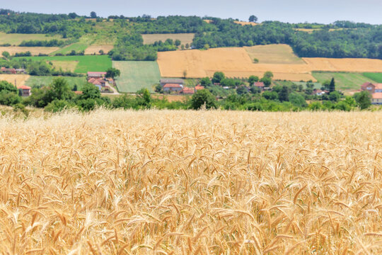 Foreground close-up of ripe golden wheat ears frames a rolling rural valley with village and patchwork fields beyond. Agriculture concept.