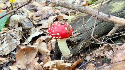 fly agaric mushroom © s01tys