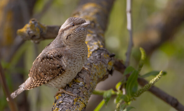 Eurasian Wryneck  - in spring at the garden