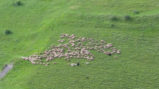 Aerial view of a flock of sheep grazing on the lush green hills with a shepherd and his dogs in Castelluccio, Umbria, Italy.