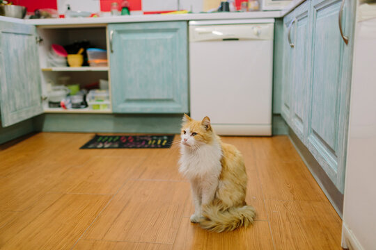 Cat Waiting in Kitchen