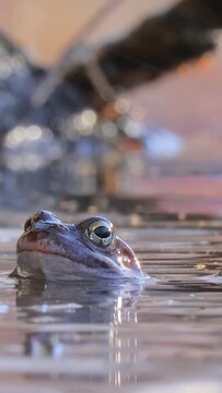 Brown frog (Rana temporaria) close-up in a pond.