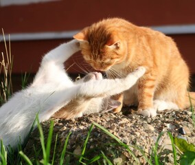 cat on grass © Вероника Иванова