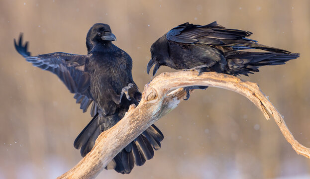 Common Raven - in winter at a wetland
