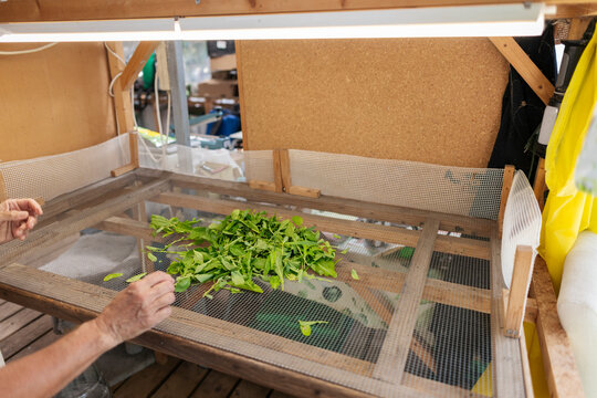 Hands spreading fresh leaves on drying rack for herbal remedies