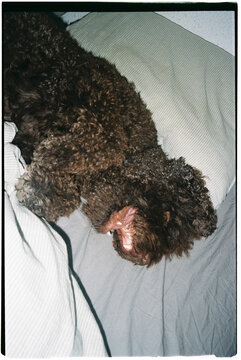 Sleepy dog relaxing on a bed during the afternoon