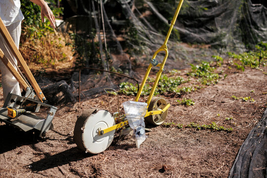 Gardener using manual seed planter for sowing seeds