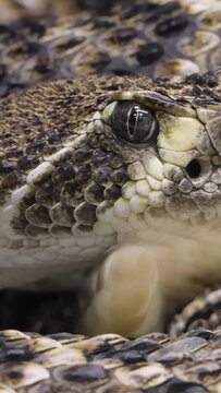 Western diamondback rattlesnake or Texas diamond-back (Crotalus atrox) is a rattlesnake species and member of the viper family, found in the southwestern United States and Mexico.