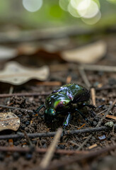 Obraz premium Biodiversity and ecosystem health, iridescent rainbow stag beetle on forest floor with morning dew drops in natural habitat for environmental conservation
