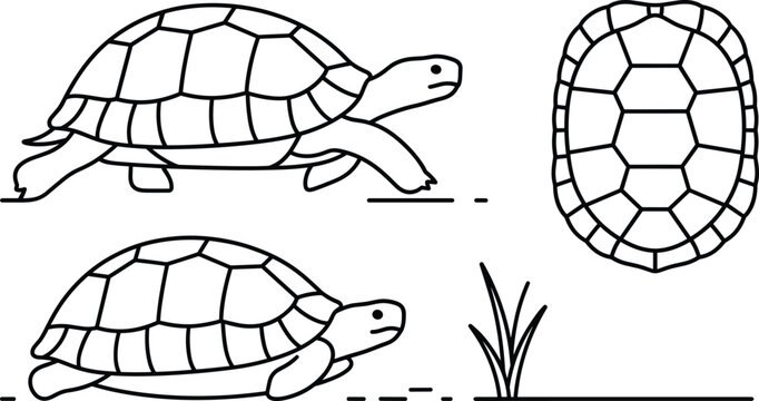 Turtle tortoise reptile animal line icons set vector shell top view wildlife nature outline minimalist doodle