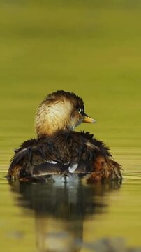 A small brown grebe swimming in a golden pond