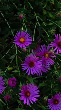 Beautiful Purple Aster Flowers Blooming in a Lush Garden